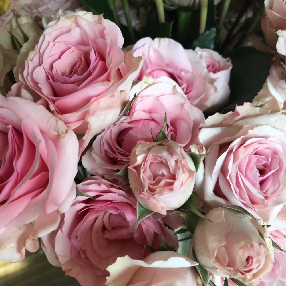 Meet your Posher, Alison